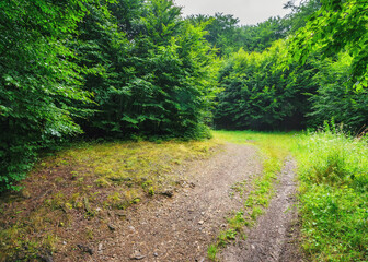 Fototapeta na wymiar primeval forest trail in wild scenery. trees in green foliage