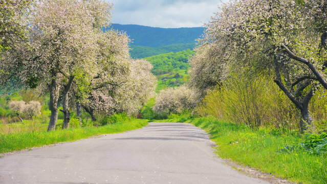 road leads through an idyllic countryside of blooming trees and vast fields, providing a beautiful backdrop for the scenic drive. picturesque view of the majestic mountains and serene countryside