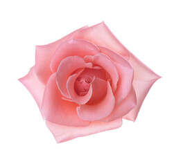 Pale  pink Rose isolated on white background. Selective focus.