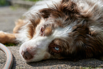 Australian Shepherd dog lying down in a sunny spot on a stone path looking at the camera.