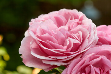 macro of a big, pink English rose blossom