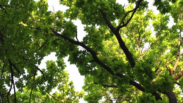 Fresh green oak leaves waving in the wind against a blue sky. Shot pointing up onto the tree crown on a beautiful sunny afternoon. High quality 4k footage 