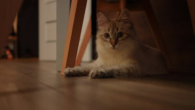 Portrait of confident furry cat looking at camera lying on parquet floor. Fluffy fawn domestic animal posing in slow motion at home indoors