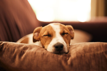 Dog on couch, sleep and relax in home for happy pet in comfort and safety in living room. Tired...