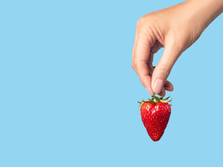 ripe strawberry in hand blue background copy space