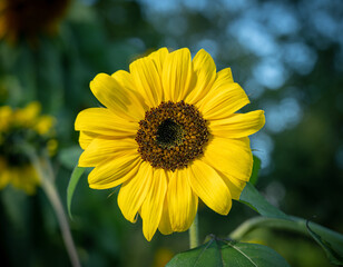 Beautiful dahlia in the garden. Shallow depth of field.