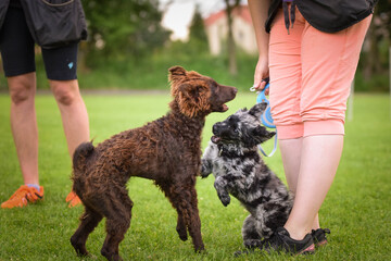 Dogs are playing outside in the grass. He is so crazy dog on trip.