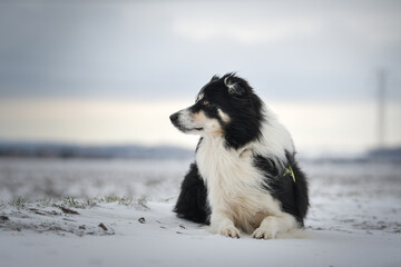 Border collie is laying in the snow. Winter fun in the snow.