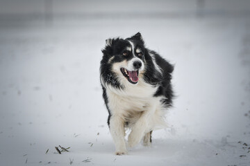 Border collie is running through a garden in the snow. Winter fun in the snow.