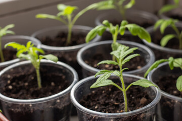 Tray with green seedlings, fresh and green vegetable seedlings growing in pots microplants