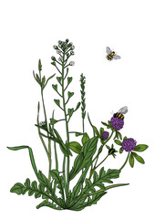 Summer meadow plants and insects. Colorful wildflowers, bumblebees and butterflies on a white background. Floral natural pattern vector flat illustration.
Formats Vector images