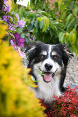 Smiling border collie in flowers. Adult border collie is in flowers in garden. He has so funny face.