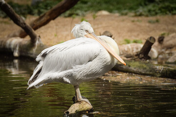 Zoos portrait of pelican who is sittig on stick. They are amazing animal. And they are looking so good.