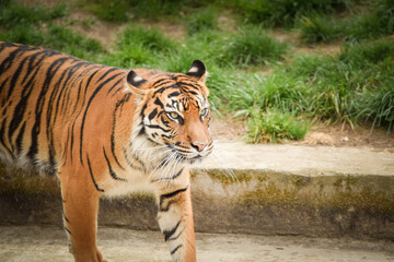 Fototapeta premium Asian tiger is going in zoo habitat. He is waiting for animal caretaker.