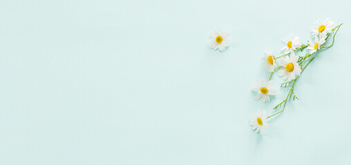 chamomile flowers on blue paper background