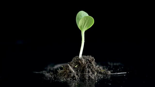 Green sprouts growing from soil on black background