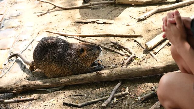 A wild rakali water rat (Hydromys chrysogaster) swimming  and looking for food on the touristic place.