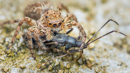 Jumping spider eating black prey on cement floor, Selective focus, Macro photo of insect.