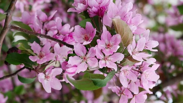 Slow motion, smooth camera movement, close-up of pink apple flowers against bokeh background. Vertical video for smartphones and social networks.