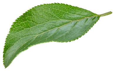 Fototapeta premium Plum leaves isolated