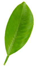 Citrus leaves isolated