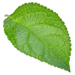 Plum leaves isolated
