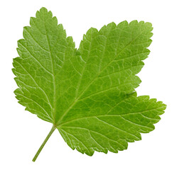 Currant leaves isolated
