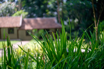 Serene Thai Garden: Lush Green Grass with Blurred Background of Temple Garden or Thai-Style Fence