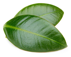 Mango leaves isolated