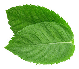 Mint leaves isolated
