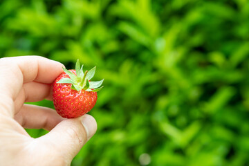 Frische rote Erdbeere in der Hand vor grünem Hintergrund mit Textfreiraum - copy space