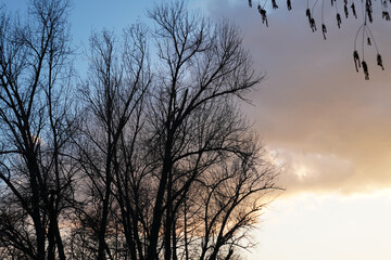 Natural background of bare tree silhouette on twilight sky in early spring