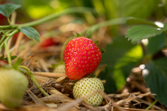 Frische Erdbeeren auf dem Feld