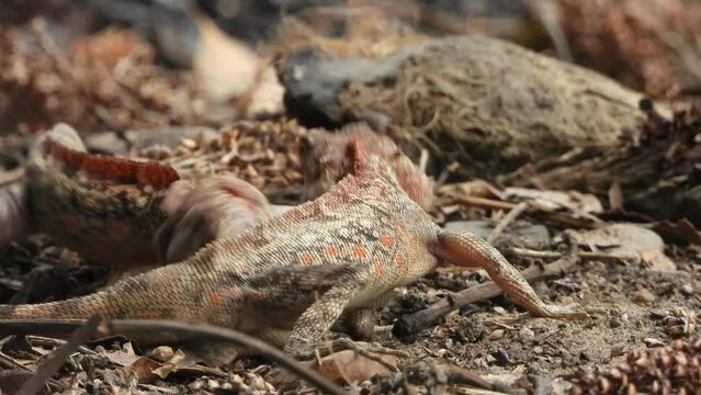 Lizard fighting for food and mate .