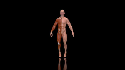 Fototapeta na wymiar Abstract 3D anatomy of a man