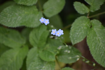 blue summer  flowers 
