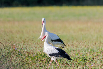 Two white storks forage in a flowering meadow at the edge of the forest