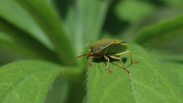 Green coloured Shieldbug on Lupin leaf. June. England. UK