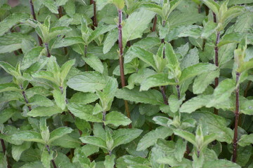 mint summer leaves background 