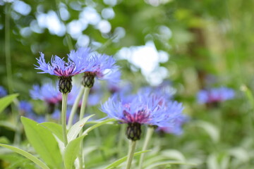 purple summer flower in the meadow 
