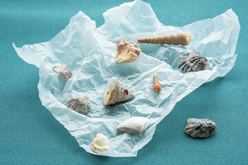 Variety seashells. Collecting sea shells.