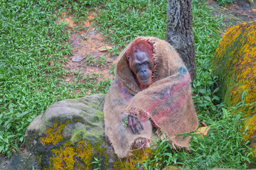 Smart Orangutan at the Singapore Zoo. Singapore