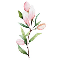 watercolor botanical elements, flowers, leaves (transparent, isolated with no background)