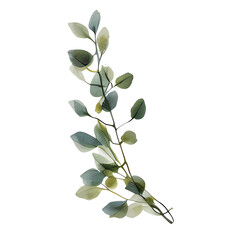 watercolor botanical elements, flowers, leaves (transparent, isolated with no background)