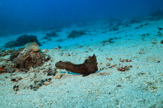fishleaf underwater photo sea underwater photo scorpion fish