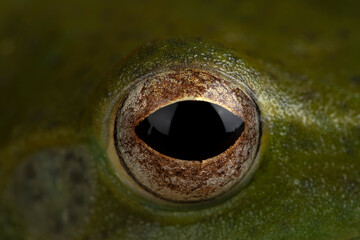 The Malayan Flying Frog or Rhacophorus prominanus. The Malayan Flying Frog has been confirmed in southern Thailand, Peninsular Malaysia, and the Indonesian island of Sumatra.