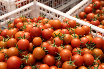 Fresh organic red tomatoes.Cherry tomatoes.tomatoes in baskets near the greenhouse.Harvesting tomatoes.