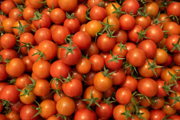 Fresh organic red tomatoes.Cherry tomatoes.tomatoes in baskets near the greenhouse.Harvesting tomatoes.