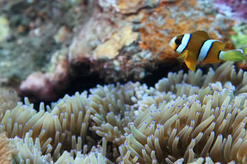Fototapeta na wymiar small colorful coral fish on the reef underwater tropical wildlife