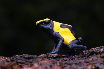 Blue and yellow poison dart frog (Dendrobates tinctorius) — often called the Dyeing dart frog.